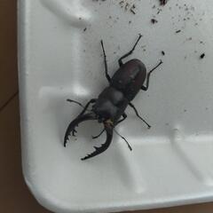 ノコギリクワガタ♂♀ペア　天然 1セットの画像