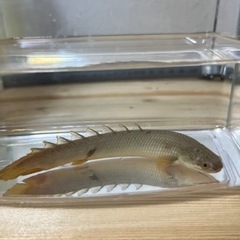 ポリプテルス・パルマス