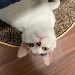 ミケ猫　メス　11月