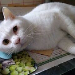縁起良い鍵しっぽの甘えん坊！