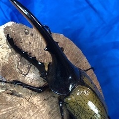 【もうすぐ夏休み】ヘラクレスオオカブト♂③の画像