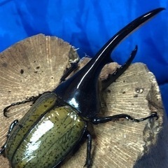 【もうすぐ夏休み】ヘラクレスオオカブト♂③の画像