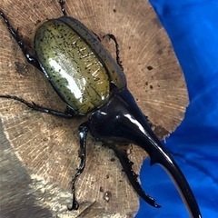 【もうすぐ夏休み】ヘラクレスオオカブト♂③の画像