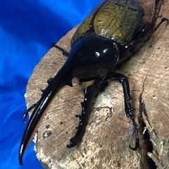 【もうすぐ夏休み】ヘラクレスオオカブト♂③の画像