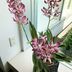 ランキングキーワードに紐づく投稿画像-観葉植物