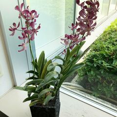 観葉植物(フェイクグリーン )【高さ：約75cm 幅：約35cm】の画像