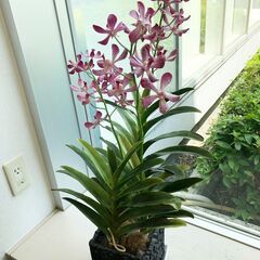 観葉植物(フェイクグリーン )【高さ：約75cm 幅：約35cm】の画像