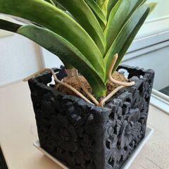観葉植物(フェイクグリーン )【高さ：約75cm 幅：約35cm】の画像