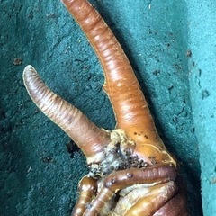 【もうすぐ夏休み】ヘラクレスオオカブト♂蛹の画像