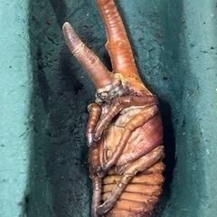 【もうすぐ夏休み】ヘラクレスオオカブト♂蛹の画像