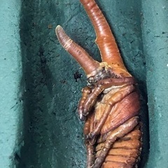 【もうすぐ夏休み】ヘラクレスオオカブト♂蛹の画像