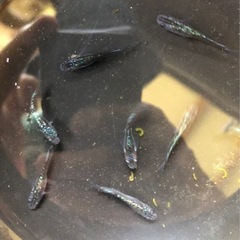 サファイア　めだか　の画像