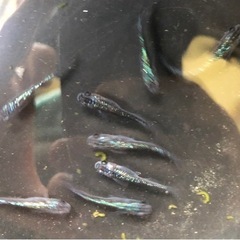 サファイア　めだか　の画像