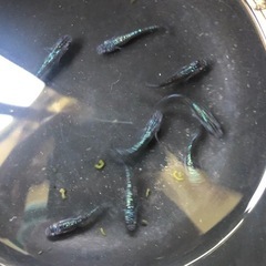 サファイア　めだか　