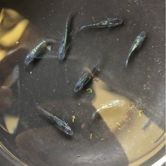 サファイア　めだか　の画像