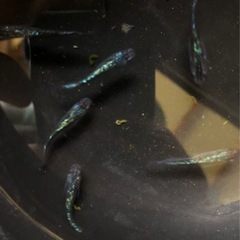 サファイア　めだか　の画像