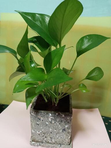 観葉植物　ポトス