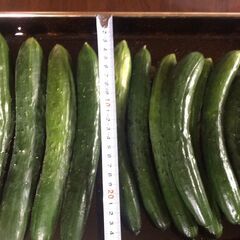 きゅうり（５本１００円）７月５日収穫