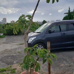 観葉植物の画像