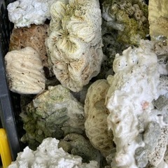サンゴ石　水槽アレンジ用石　の画像