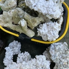 サンゴ石　水槽アレンジ用石　の画像