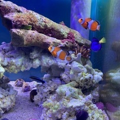 サンゴ石　水槽アレンジ用石　の画像