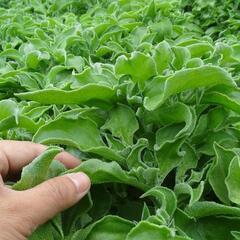 ❴自然塩味付けの野菜❵アイスプラント300円/10g+おまけ
