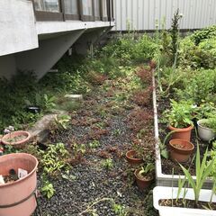草むしり（根元から）