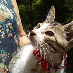 生後2か月の子猫ちゃん