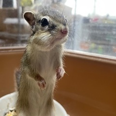 今季最後シマリス🐿