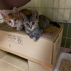 子猫2匹(オスメス)里親様探し中！　