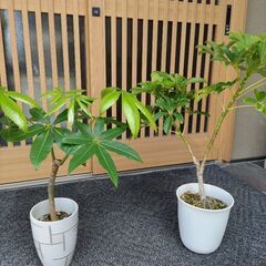 植木(パキラ、カポック)