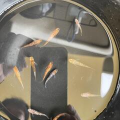 三色系めだか　成魚
