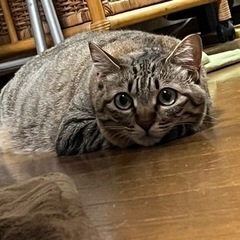 猫カフェ🐈☕️行きませんか❓【梅田・心斎橋】