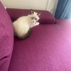 一旦募集終了⭐︎⭐︎シャム猫風生後3ヶ月仔猫⭐︎