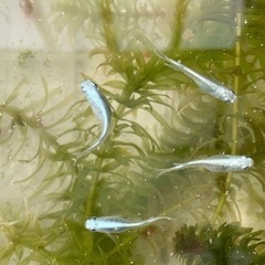 産卵中🐟ミユキフルボディの針子🐟　30匹＋αの画像