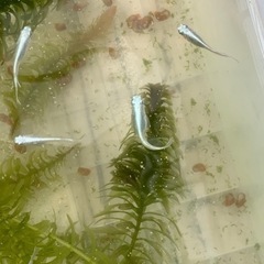 産卵中🐟ミユキフルボディの針子🐟　30匹＋αの画像