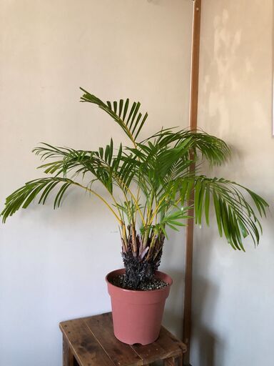 アレカヤシ（観葉植物）の鉢植え A