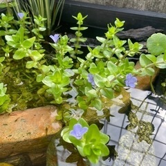 【無農薬】ウォーターバコパ