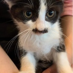 生後2ヶ月未満ひげ猫兄弟の里親さんを探しています。