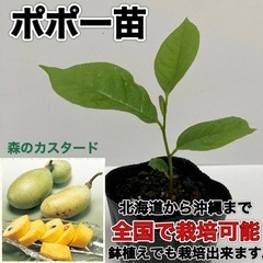 ポポー苗pawpaw papaw   1鉢