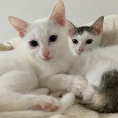 3か月の真っ白&白ブチ兄弟🤍里親募集中
