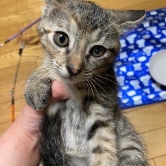 4匹の子猫の貰い手を探しています