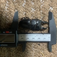 天然採取　ヒラタクワガタ　ノコギリクワガタ　カブトムシ