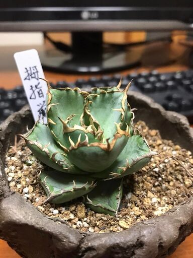 拇指厳竜