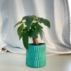 【観葉植物】ミニパキラ