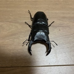 受け渡し予定者決定オオクワガタ能勢YG 新成虫の画像