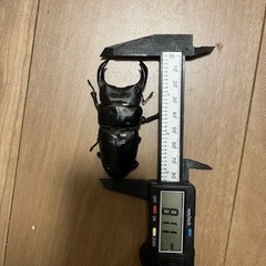 受け渡し予定者決定オオクワガタ能勢YG 新成虫の画像