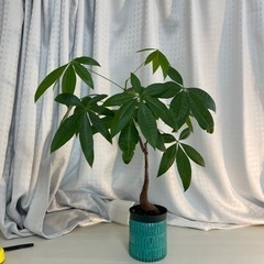 【観葉植物】パキラ