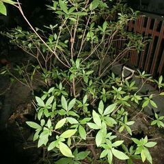 ツツジA  樹高約1.4m　(目隠し庭木・垣根・花壇に)